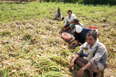 NASHIK, MAHARASHTRA, INDIA 13 Mayıs 2020: Kimliği belirlenemeyen Hintli çiftçiler, koronavirüs salgınının tecridi sırasında yüzlerini kapatıp bir organik soğan tarlasında çalışıyorlar..