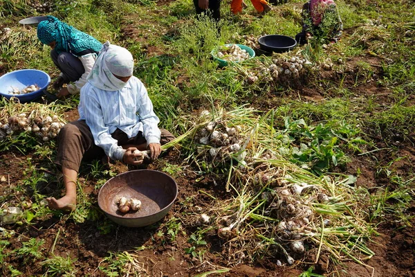 Nashik Maharashtra India Mei 2020 Niet Geïdentificeerde Indiase Boeren Bedekken — Stockfoto