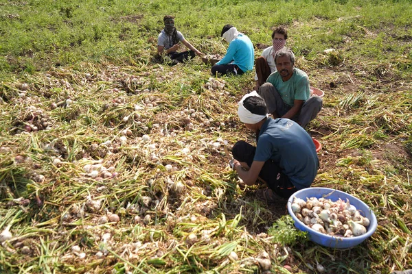 Nashik Maharashtra India Maj 2020 Oidentifierade Indiska Jordbrukare Täcker Ansikte — Stockfoto