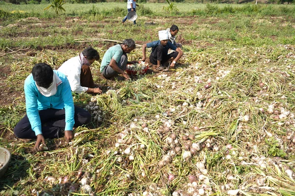 Nashik Maharashtra India Květen 2020 Neidentifikovaní Indičtí Zemědělci Zakrývají Tvář — Stock fotografie