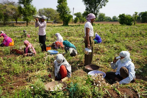 Nashik Maharashtra India Květen 2020 Neidentifikovaní Indičtí Zemědělci Zakrývají Tvář — Stock fotografie