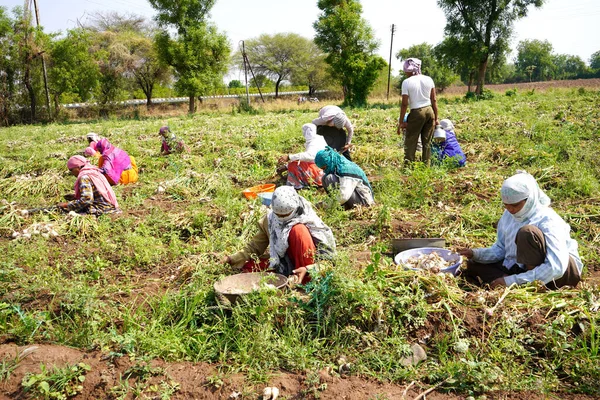 Nashik Maharashtra India May 2020 Непізнані Індійські Фермери Покривають Обличчя — стокове фото