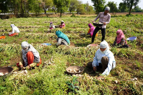 Nashik Maharashtra India 2020年5月13日 確認されていないインドの農家が顔を覆い コロナウイルスパンデミックのロックダウン中に有機タマネギ畑で働いているインドの農業現場 — ストック写真