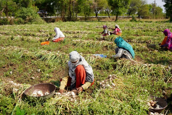 Nashik Maharashtra India 2020年5月13日 確認されていないインドの農家が顔を覆い コロナウイルスパンデミックのロックダウン中に有機タマネギ畑で働いているインドの農業現場 — ストック写真