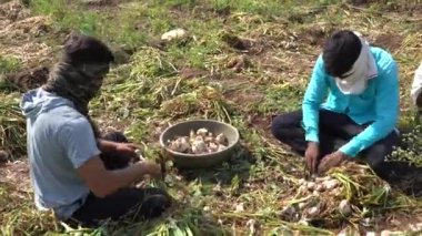 NASHIK, MAHARASHTRA, INDIA 13 Mayıs 2020: Kimliği belirsiz Hintli çiftçi sabah organik soğan tarlasında çalışıyor, Hintli çiftçi sahnesi.