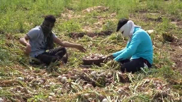 Nashik Maharashtra India May 2020 Неідентифікований Індійський Фермер Який Працює — стокове відео