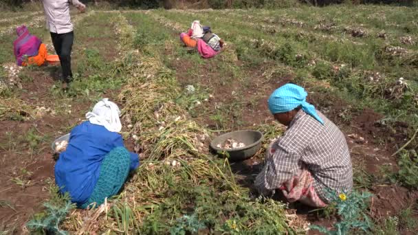 Nashik Maharashtra Índia Maio 2020 Agricultor Indiano Não Identificado Trabalhando — Vídeo de Stock