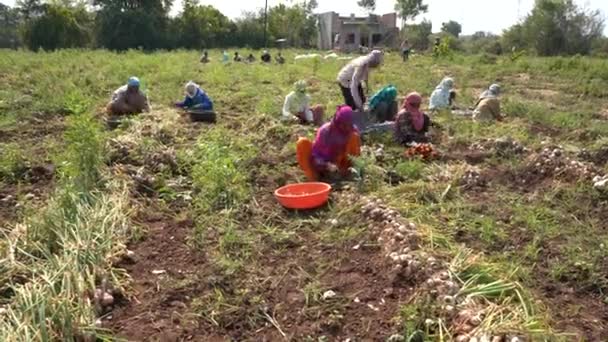 Nashik Maharashtra Índia Maio 2020 Agricultor Indiano Não Identificado Trabalhando — Vídeo de Stock