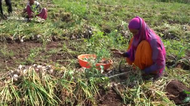 Nashik Maharashtra Índia Maio 2020 Agricultor Indiano Não Identificado Trabalhando — Vídeo de Stock