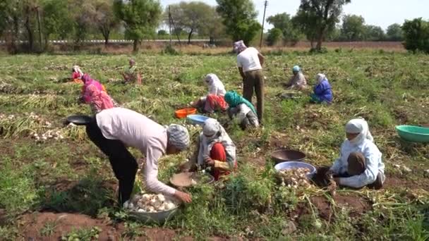 Nashik Maharashtra India May 2020 Неідентифікований Індійський Фермер Який Працює — стокове відео