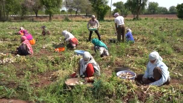 Nashik Maharashtra Índia Maio 2020 Agricultor Indiano Não Identificado Trabalhando — Vídeo de Stock