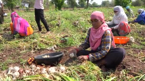 Nashik Maharashtra Índia Maio 2020 Agricultor Indiano Não Identificado Trabalhando — Vídeo de Stock