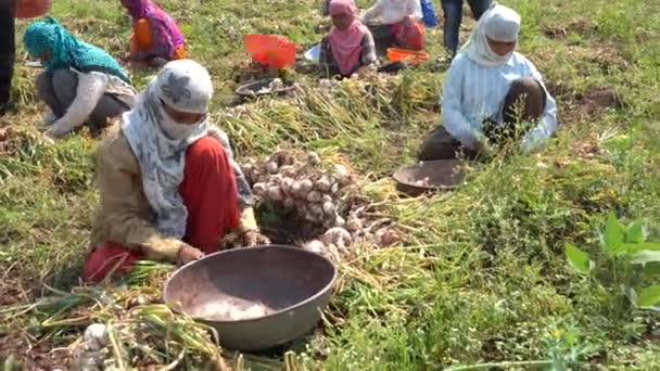 Nashik Maharashtra Índia Maio 2020 Agricultor Indiano Não Identificado Trabalhando — Vídeo de Stock