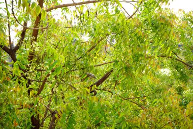 Ormanda yabani bitki