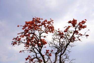 Palas çiçeği ağacı, Butea monosperma ya da palas çiçeği, Hindistan.