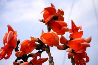 Palas çiçeği ağacı, Butea monosperma ya da palas çiçeği, Hindistan.