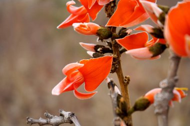 Palas çiçeği ağacı, Butea monosperma ya da palas çiçeği, Hindistan.