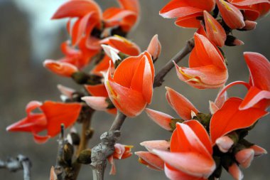 Palas çiçeği ağacı, Butea monosperma ya da palas çiçeği, Hindistan.