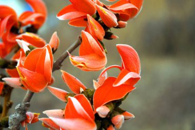 Palas çiçeği ağacı, Butea monosperma ya da palas çiçeği, Hindistan.