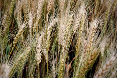 Buğday tarlası. Altın buğday kulakları yakın mesafede.