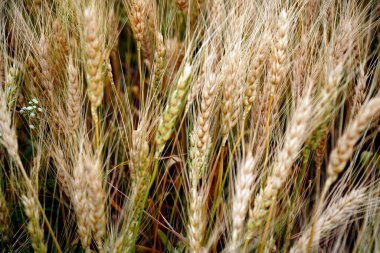 Buğday tarlası. Altın buğday kulakları yakın mesafede.