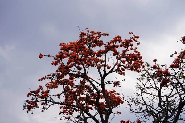 Palash Blume Baum Butea Monosperma Oder Palash Blume Indien — Stockfoto