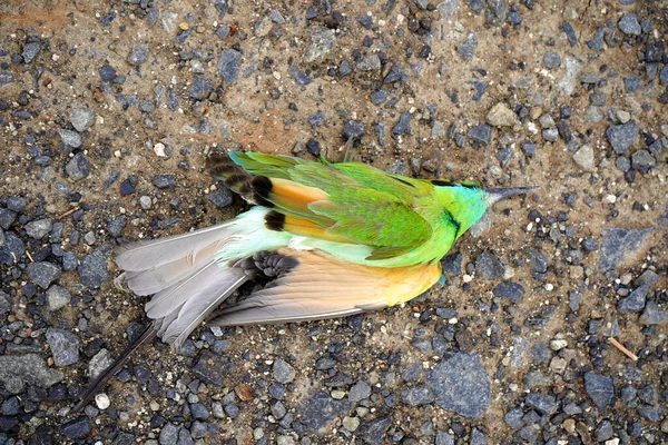 Dead Bird Road Killing Bird Death Car —  Fotos de Stock