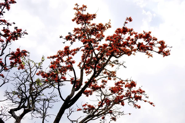 Palash Blume Baum Butea Monosperma Oder Palash Blume Indien — Stockfoto