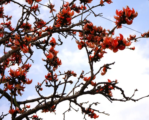 Árvore Flores Butea Monosperma Flor Pálida Índia — Fotografia de Stock