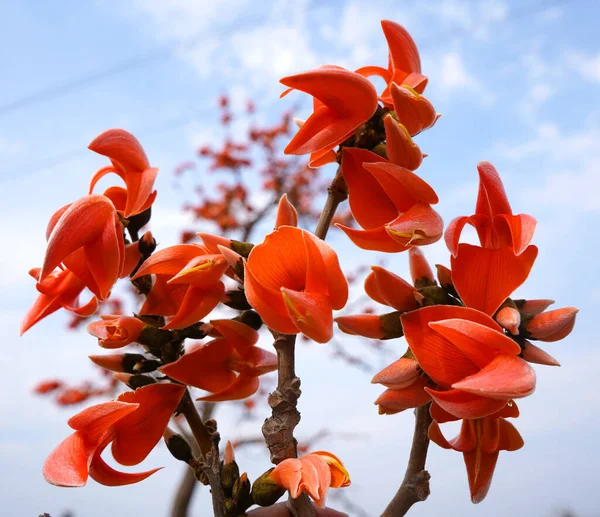 Árvore Flores Butea Monosperma Flor Pálida Índia — Fotografia de Stock