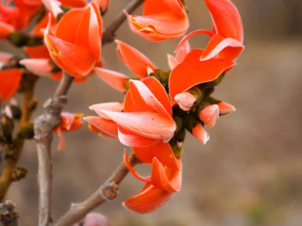 Palas çiçeği ağacı, Butea monosperma ya da palas çiçeği, Hindistan.