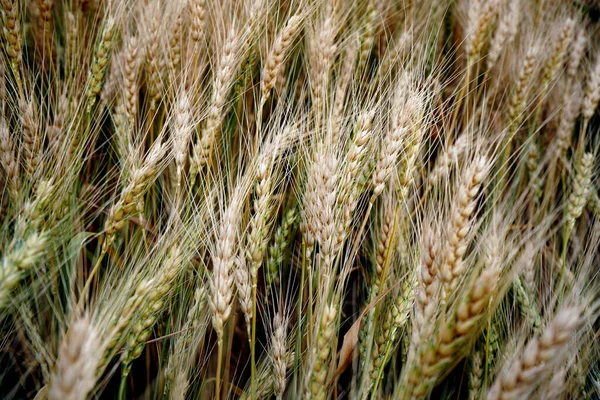 麦畑だ 黄金の小麦の耳を閉じる — ストック写真
