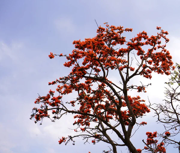 Palash Stock Photos, Royalty Free Palash Images | Depositphotos