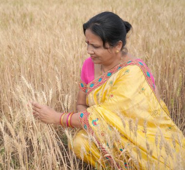 Mutlu kadın buğday tarlasında eğleniyor, doğa güzelliği, altın buğday tarlası, özgürlük konsepti.