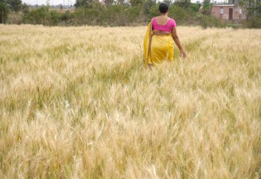 Buğday tarlasında yürüyen bir kadın buğday kulaklarına dokunuyor, Hintli bir kadın buğday tarlasında eğleniyor. Özgürlük kavramı.
