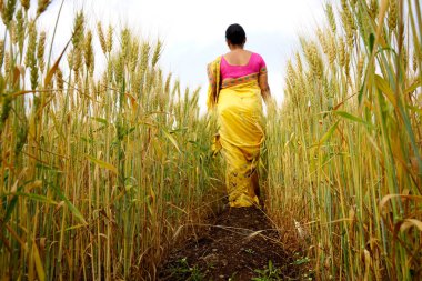 Buğday tarlasında yürüyen bir kadın buğday kulaklarına dokunuyor, Hintli bir kadın buğday tarlasında eğleniyor. Özgürlük kavramı.