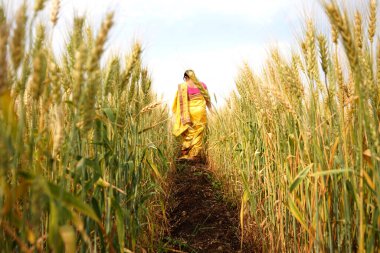 Buğday tarlasında yürüyen bir kadın buğday kulaklarına dokunuyor, Hintli bir kadın buğday tarlasında eğleniyor. Özgürlük kavramı.