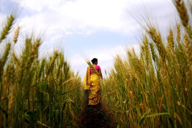 Buğday tarlasında yürüyen bir kadın buğday kulaklarına dokunuyor, Hintli bir kadın buğday tarlasında eğleniyor. Özgürlük kavramı.