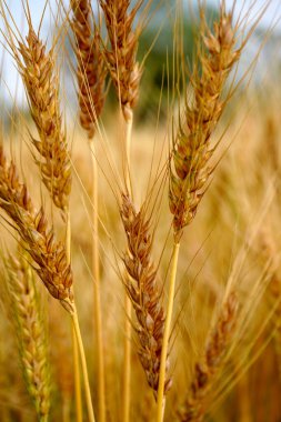 Buğday tarlası. Altın buğday kulakları yakın mesafede.