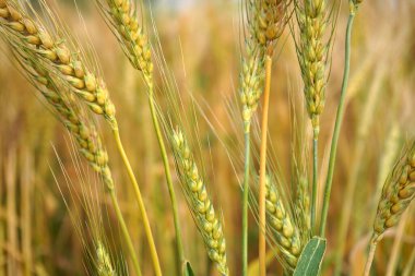 Buğday tarlası. Altın buğday kulakları yakın mesafede.