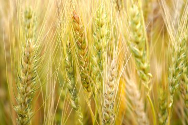 Buğday tarlası. Altın buğday kulakları yakın mesafede.