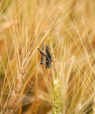 Buğday tarlası. Altın buğday kulakları yakın mesafede.