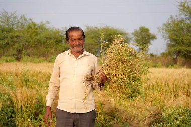 Mutlu Hintli çiftçi tarlasında.