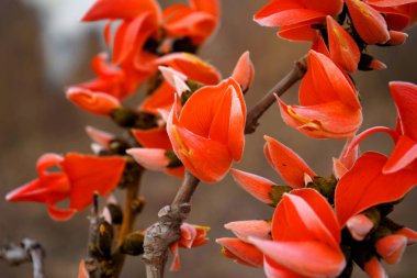Palas çiçeği ağacı, Butea monosperma ya da palas çiçeği, Hindistan.