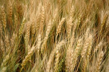 Buğday tarlası. Altın buğday kulakları yakın mesafede.