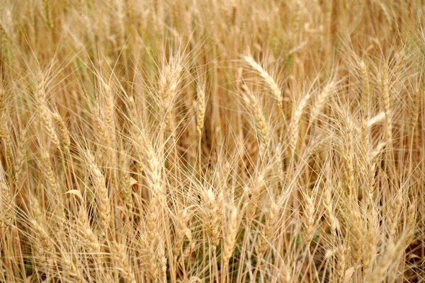 Wheat Field Ears Golden Wheat Close — Stock Photo, Image