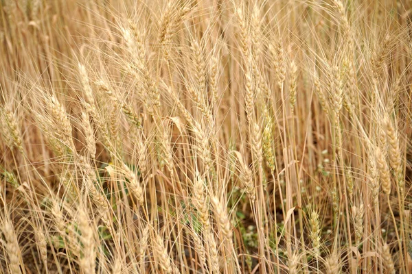 Weizenfeld Ohren Aus Goldenem Weizen Aus Nächster Nähe — Stockfoto