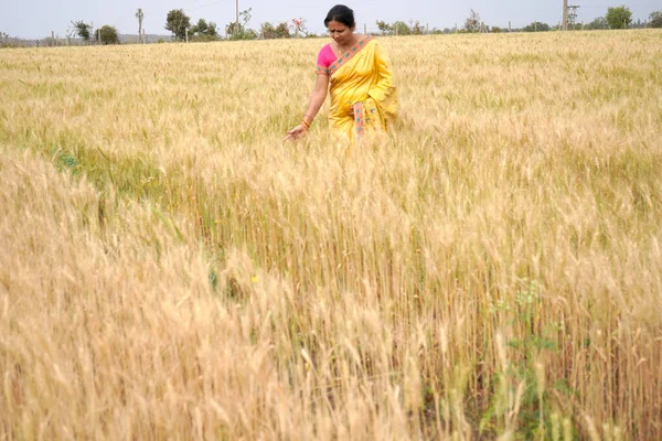 밀밭을 지나가는 여자는 밀밭에서 밖에서 재미있게 — 스톡 사진