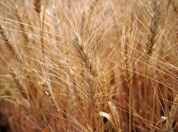 Weizenfeld Ohren Aus Goldenem Weizen Aus Nächster Nähe — Stockfoto