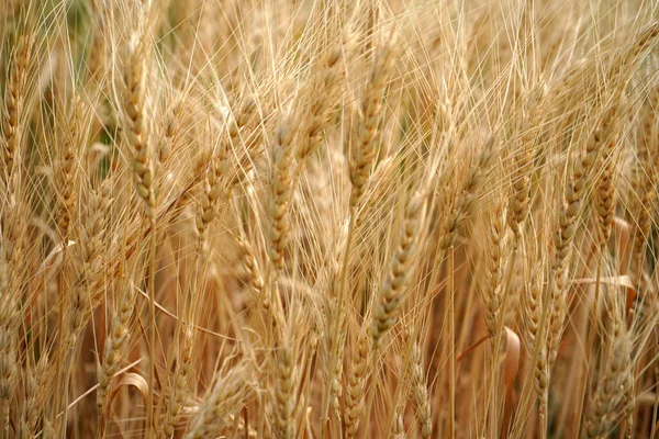 Weizenfeld Ohren Aus Goldenem Weizen Aus Nächster Nähe — Stockfoto